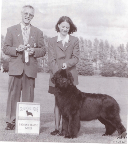 Фото: ньюфаундленд Any Chance for You