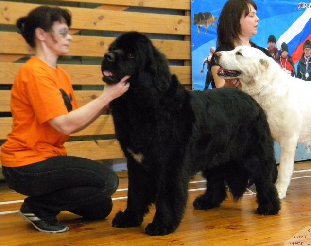 Фото: ньюфаундленд Malaya Medvedica iz Plemeni Kedra (Малая Медведица из Племени Кедра)