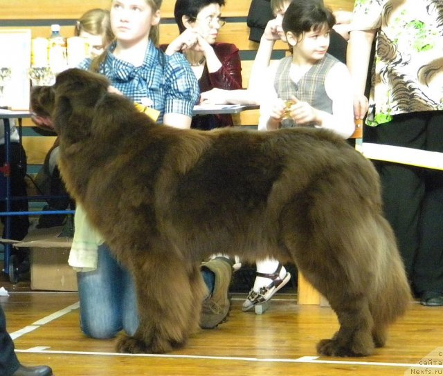 Фото: ньюфаундленд Moroshka iz Carstva Medvedey (Морошка из Царства Медведей)