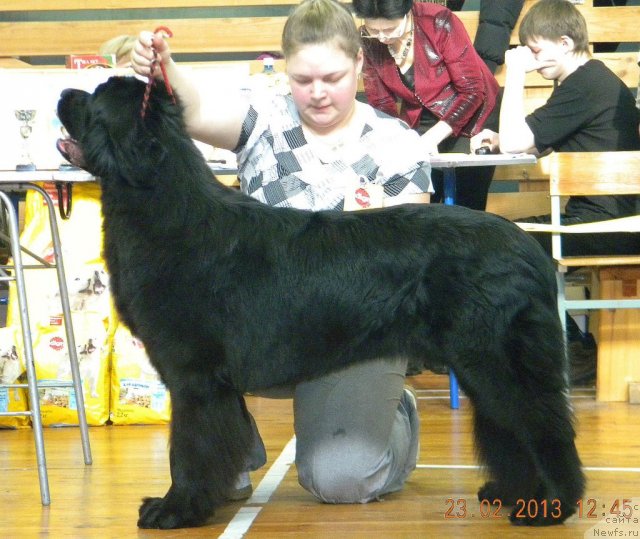 Фото: ньюфаундленд Rapsodiya Lyubvi iz Tihogo Omuta (Рапсодия Любви из Тихого Омута)