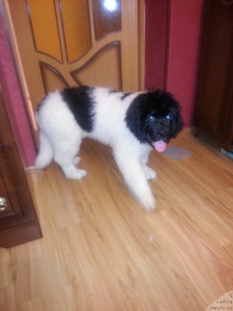 Фото: ньюфаундленд Santa De La Moris (Санта Де Ла Морис)