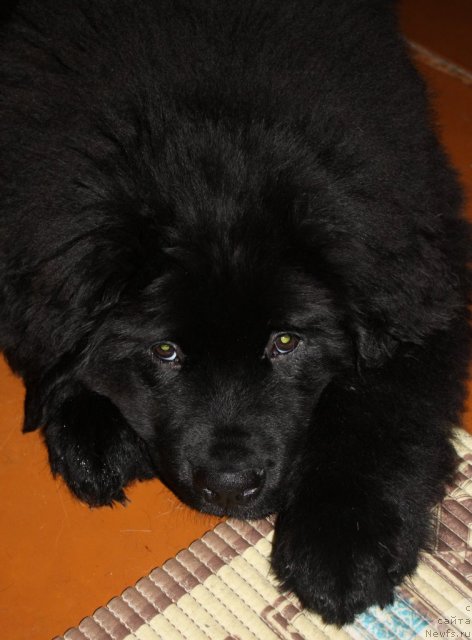 Фотография № 117663