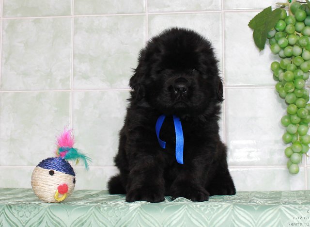 Фото: ньюфаундленд Sultan Best Bavariya Belle (Султан Бест Бавария Бель)