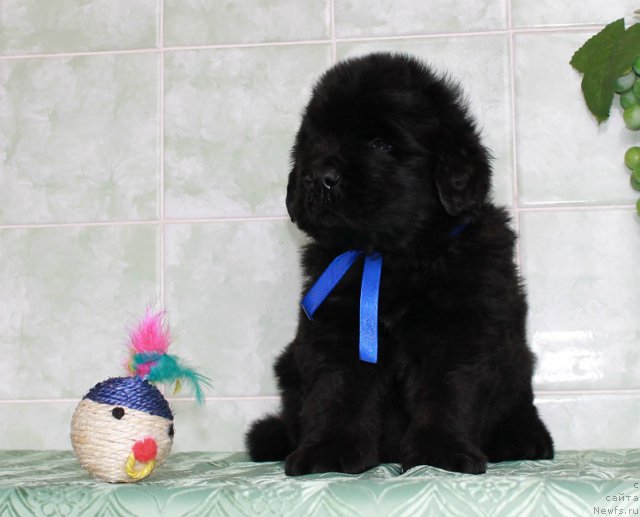 Фото: ньюфаундленд Sultan Best Bavariya Belle (Султан Бест Бавария Бель)