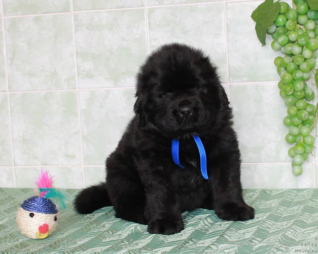 Фото: ньюфаундленд Sultan Best Bavariya Belle (Султан Бест Бавария Бель)