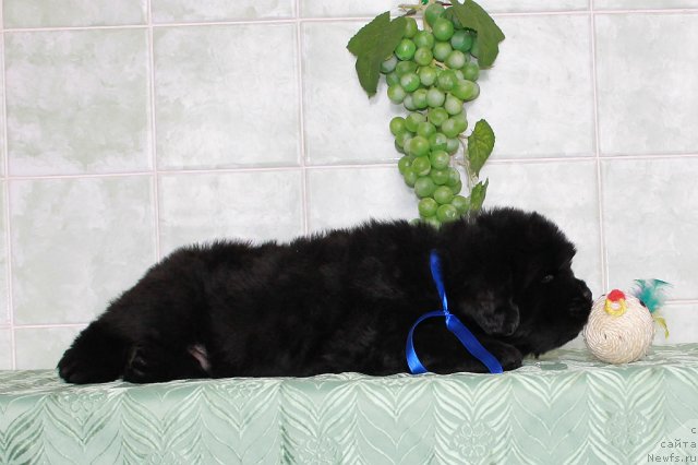 Фото: ньюфаундленд Sultan Best Bavariya Belle (Султан Бест Бавария Бель)