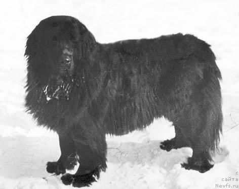 Фото: ньюфаундленд YUkor Agli (Юкор Агли)