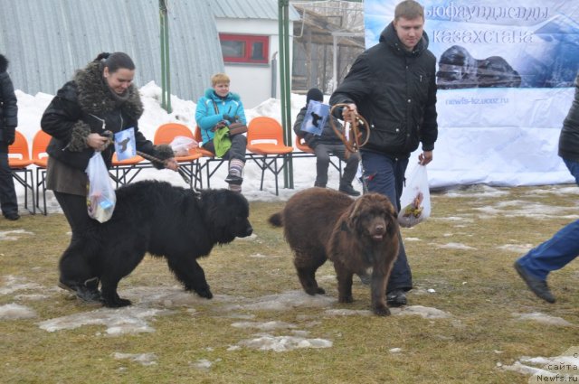 Фото: Ньюфы с альтернативной родословной-Марта и ее брат.