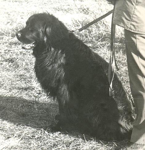 Фото: ньюфаундленд YUblyek Agli (Юблэк Агли)