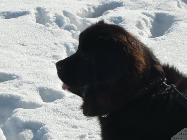 Фото: ньюфаундленд Van Len Taym Ornetta (Ван Лен Тайм Орнетта)