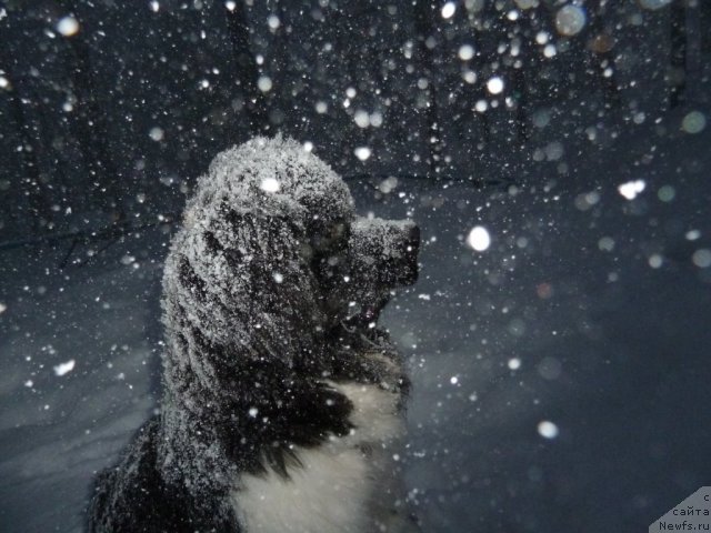 Фото: ньюфаундленд Fiamettahauz Primo Orso Neo (Фиаметтахауз Примо Орсо Нео)