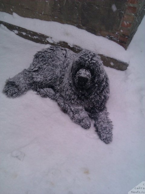 Фото: ньюфаундленд Bears Cove Lucky Break