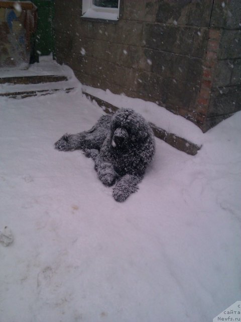 Фото: ньюфаундленд Bears Cove Lucky Break