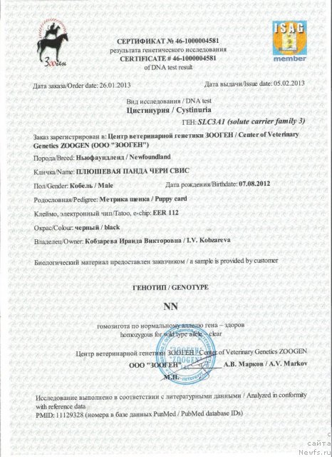 Фото: ньюфаундленд Plushevaya Panda Cheri Suisse (Плюшевая Панда Чери Свис)