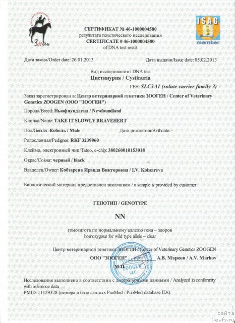 Фото: ньюфаундленд Take It Slowly Braveheart