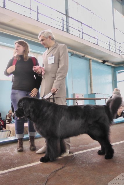 Фото: ньюфаундленд Porsche Cayene (Порш Кайен)