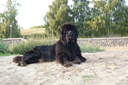 Фото: ньюфаундленд Super Premium Vashington (Супер Премиум Вашингтон)