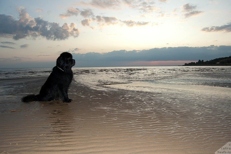 Фото: ньюфаундленд Super Premium Vashington (Супер Премиум Вашингтон)