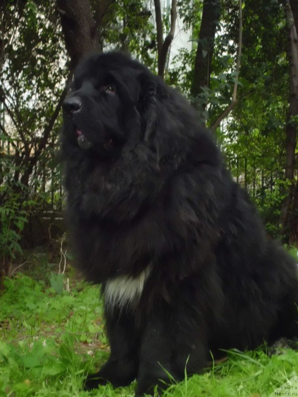 Фото: ньюфаундленд Pitern'yuf CHao-Kakao (Питерньюф Чао-Какао)