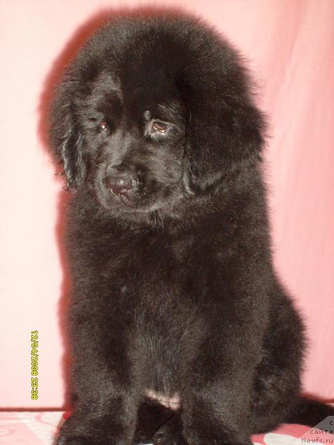 Фото: ньюфаундленд Kassi CHaming (Касси Чаминг)