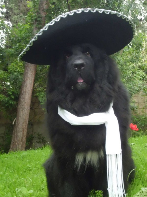 Фото: ньюфаундленд Pitern'yuf CHao-Kakao (Питерньюф Чао-Какао)