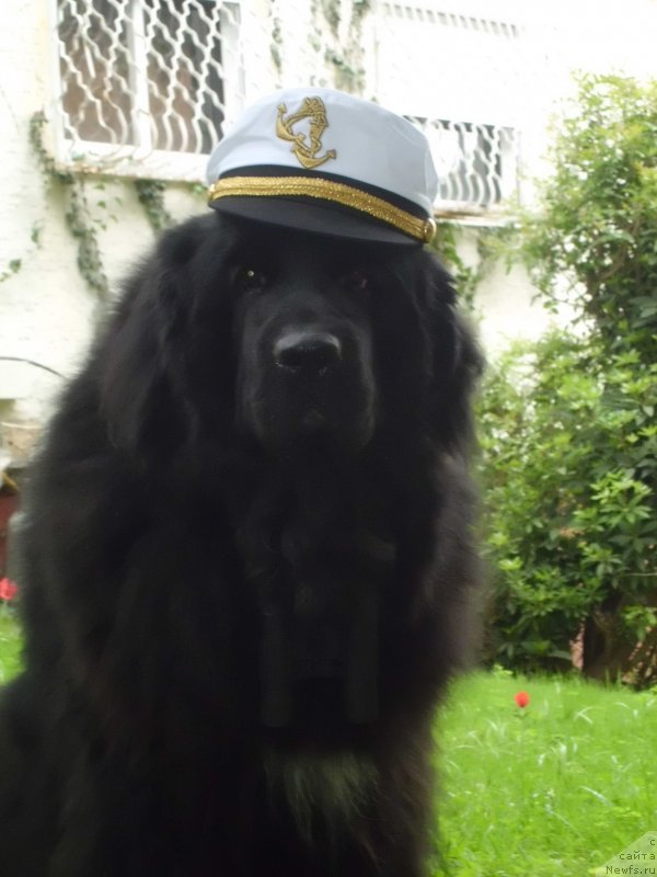 Фото: ньюфаундленд Pitern'yuf CHao-Kakao (Питерньюф Чао-Какао)