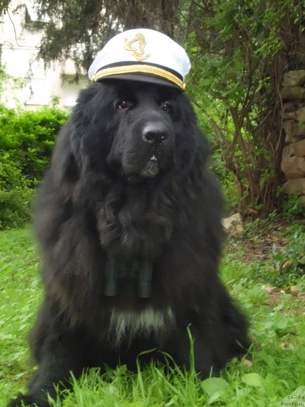 Фото: ньюфаундленд Pitern'yuf CHao-Kakao (Питерньюф Чао-Какао)
