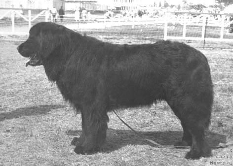 Фото: ньюфаундленд Gyunter Dje Burke Vol'f (Гюнтер Дже Бурке Вольф)