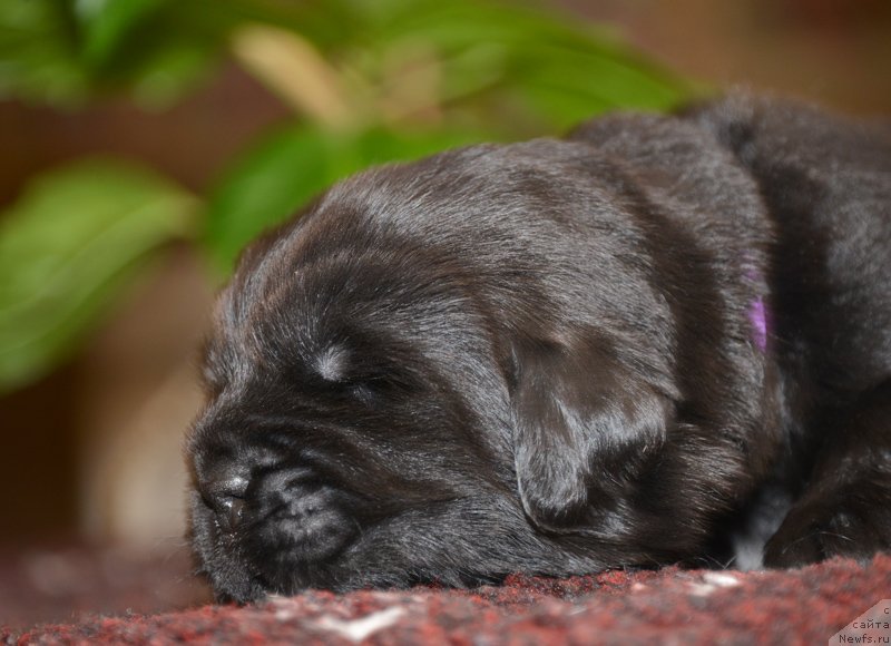 Фото: Бегущая по волнам Е...
девочка с сиреневой лентой