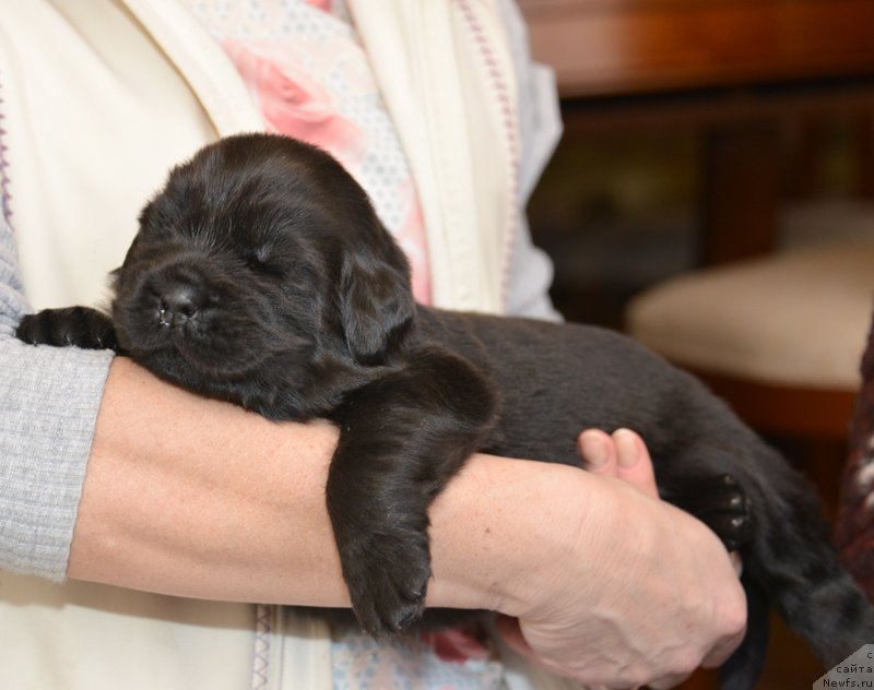 Фото: Бегущая по волнам Е...
девочка с сиреневой лентой