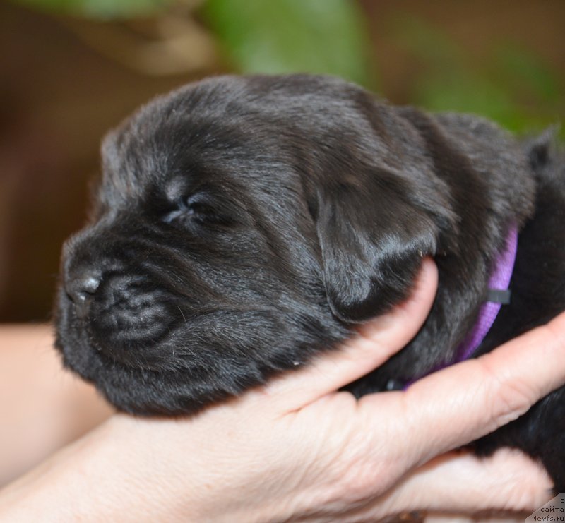 Фото: Бегущая по волнам Е...
девочка с сиреневой лентой