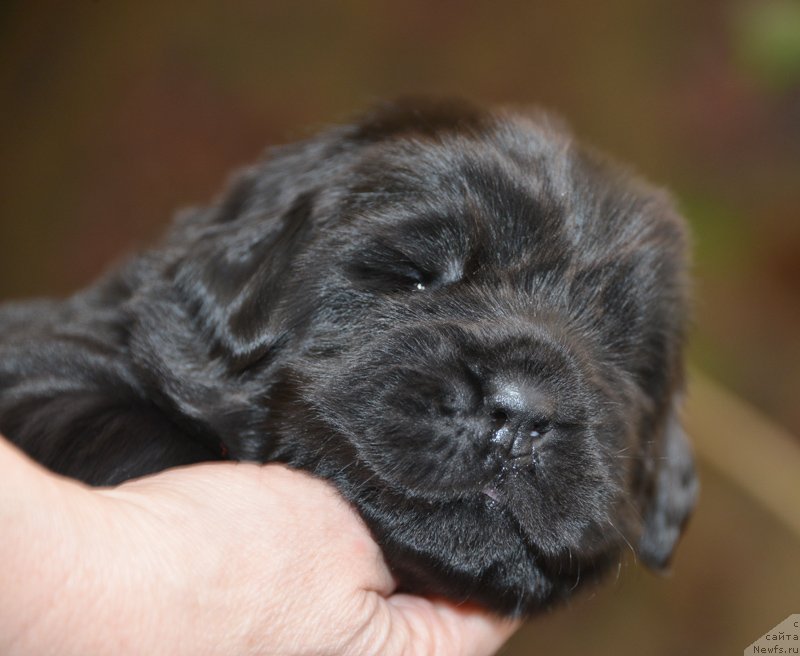 Фото: Бегущая по волнам Е...
девочка с сиреневой лентой
