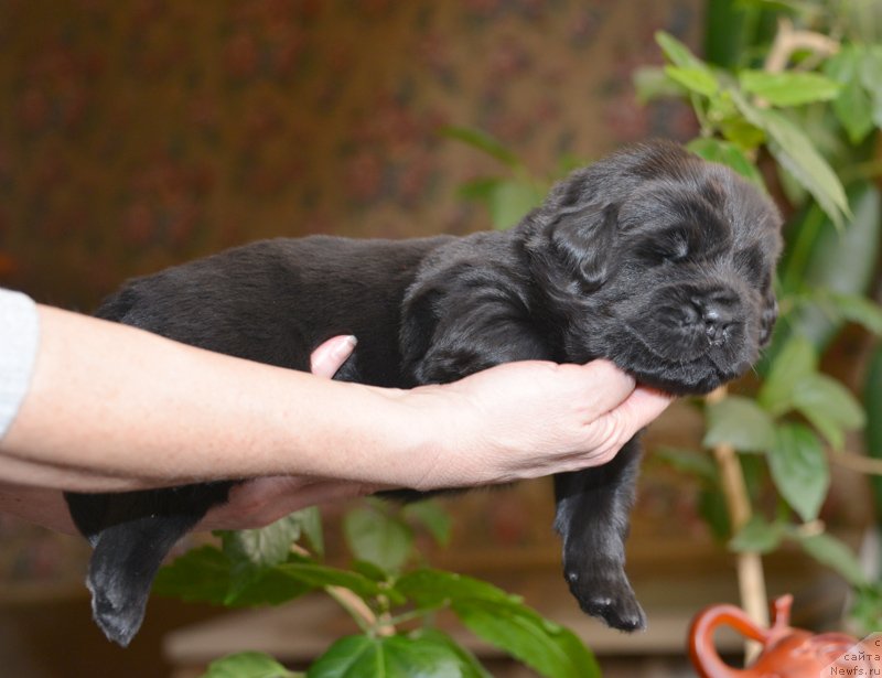 Фото: Бегущая по волнам Е...
девочка с сиреневой лентой