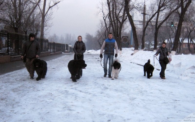 Фото: ньюфаундленд Sent Djons Ulla for Kara Ayular (Сент Джонс Улла для Кара Аюлар), ньюфаундленд Klaus Blyek (Клаус Блэк), ньюфаундленд Kara Aular Baronessa Simpatiko (Кара Аюлар Баронесса Симпатико), ньюфаундленд Jenev'ev Garni Ledyen (Женевьев Гарни Ледэн)