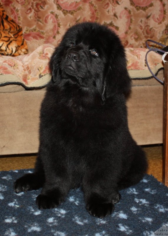 Фото: ньюфаундленд Soul of Rouz Arlin (Соул оф Роуз Арлин)