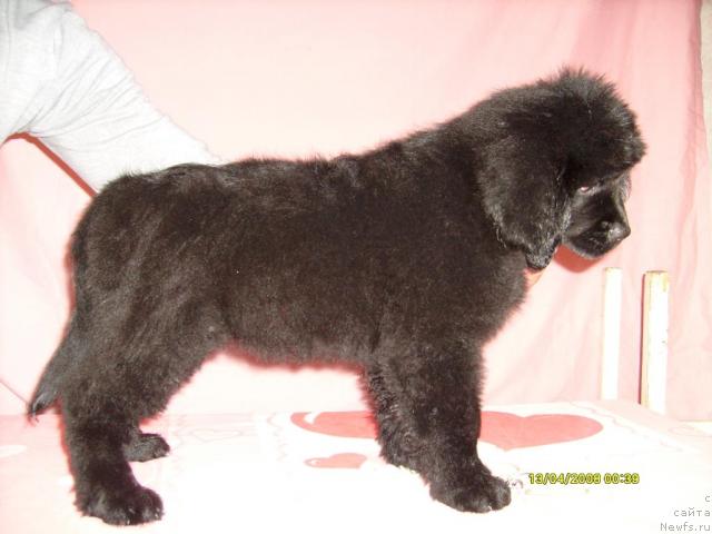 Фото: ньюфаундленд Kjara Mild (Къяра Милд)