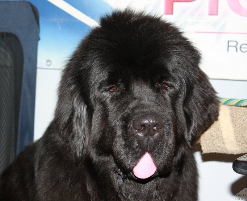 Фото: ньюфаундленд Viva Bonafortuna Nuo Ozo Kalvu