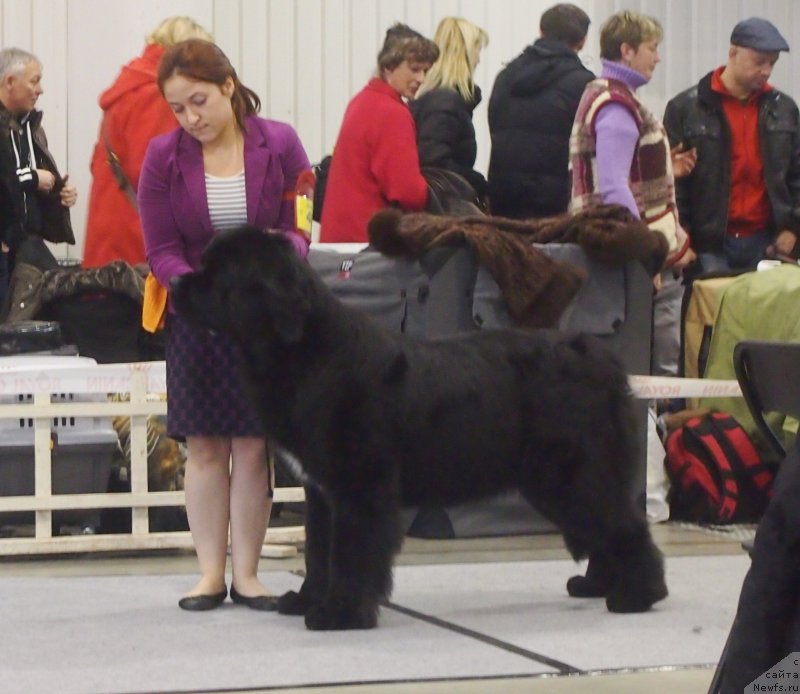 Фото: ньюфаундленд Touch My Heart Nuo Ozo Kalvu