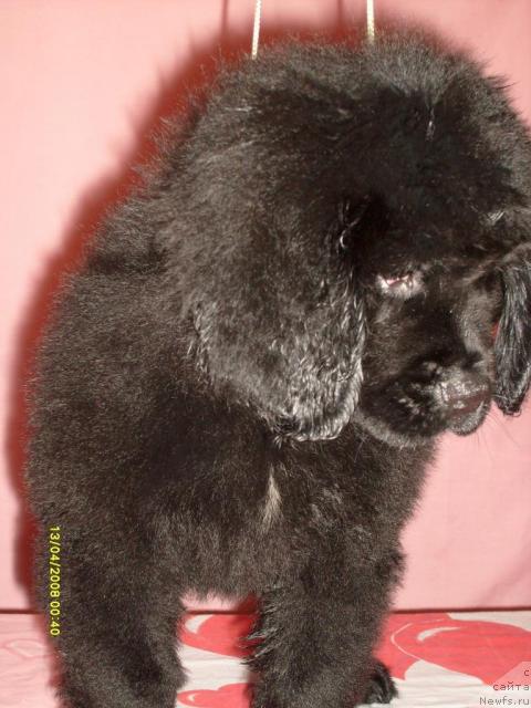 Фото: ньюфаундленд Kjara Mild (Къяра Милд)