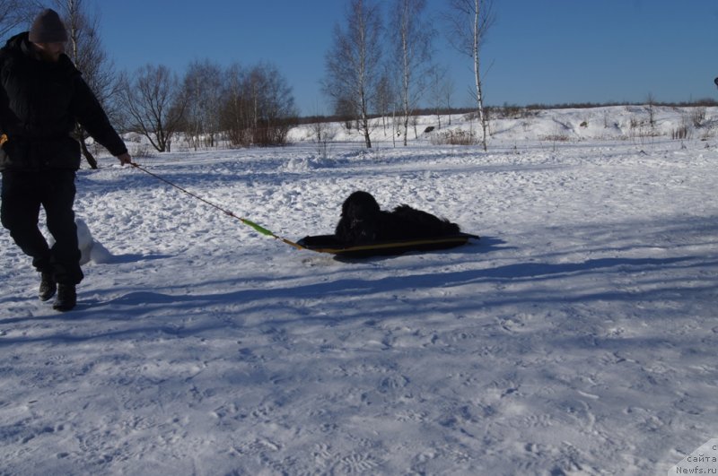 Фото: Andrey SCHerbakov (Андрей Щербаков), ньюфаундленд Myedjikal Oushen Dip Lav (Мэджикал Оушен Дип Лав)