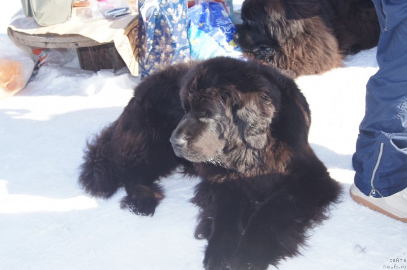 Фото: ньюфаундленд Sent Djons Lesnaya Feya (Сент Джонс Лесная Фея)