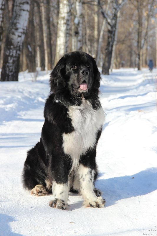 Фото: ньюфаундленд Starbimovlav Gardemarin (Старбимовлав Гардемарин)