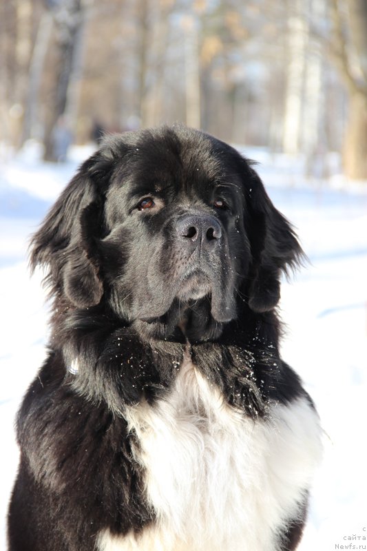 Фото: ньюфаундленд Starbimovlav Gardemarin (Старбимовлав Гардемарин)