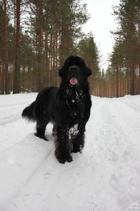 Фото: ньюфаундленд Dar Svezy Unika Sagitta (Дар Свезы Юника Сагитта)