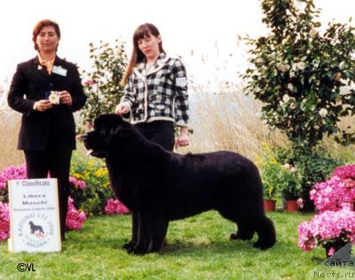 Фото: ньюфаундленд Cayuga Ike Marshall of Bonaventura