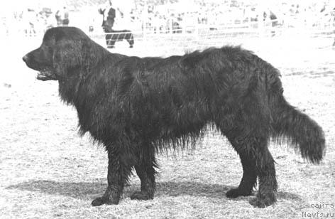 Фото: ньюфаундленд CHester Sivol'f (Честер Сивольф)