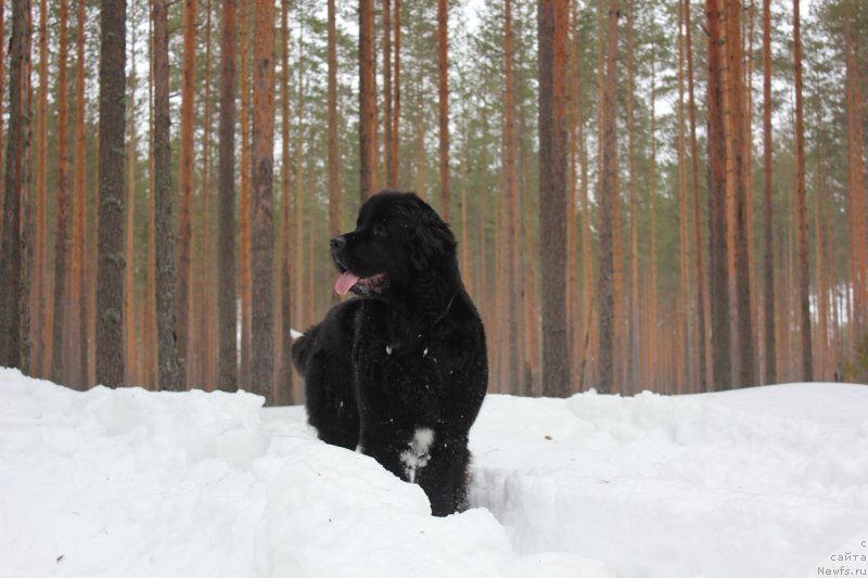 Фото: ньюфаундленд Dar Svezy Unika Sagitta (Дар Свезы Юника Сагитта)
