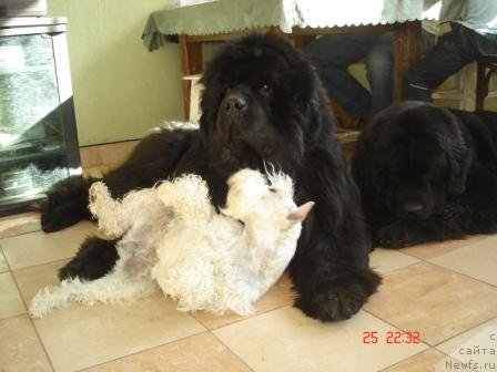 Фото: ньюфаундленд King Sibiria von Aiching