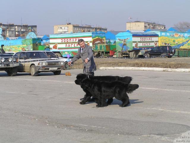 Фото: ньюфаундленд Chansi  iz  Medvejyego Yara (Чанси из Медвежьего Яра), ньюфаундленд Ego Vysochestvo ot Sibirskogo Medvedja (Его Высочество от Сибирского Медведя), YUriy Rahtienko (Юрий Рахтиенко)