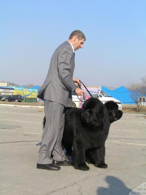 Фото: ньюфаундленд Chansi  iz  Medvejyego Yara (Чанси из Медвежьего Яра), ньюфаундленд Ego Vysochestvo ot Sibirskogo Medvedja (Его Высочество от Сибирского Медведя), YUriy Rahtienko (Юрий Рахтиенко)